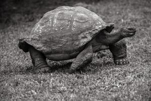 Giant tortoise